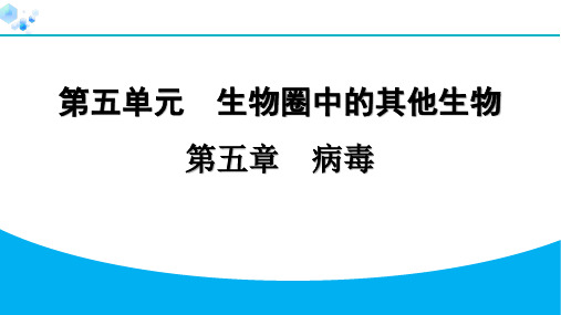 八年级上册生物【习题】5.5 病毒