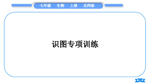 北师大版七年级生物上识图专项训练习题课件