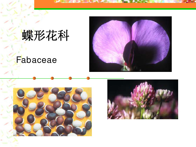 植物生物学：豆科Fabaceae