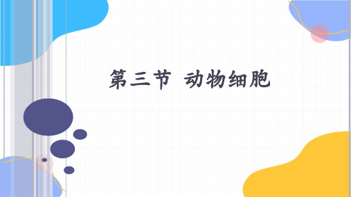 生物人教版七年级(上册)2.1.3动物细胞2(2024版新教材)