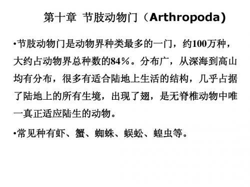 11--节肢动物门
