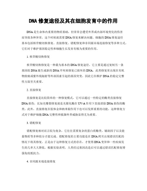 DNA修复途径及其在细胞发育中的作用