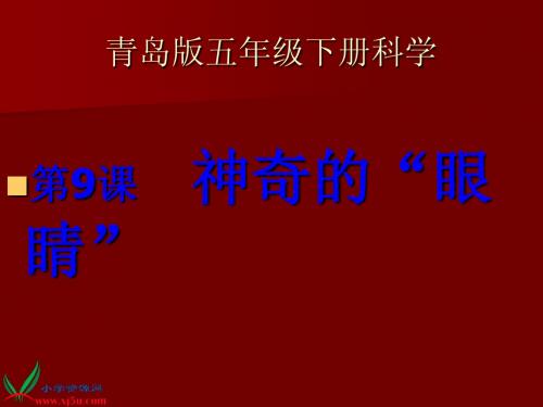 青岛版五年级科学下册9.神奇的眼睛课件