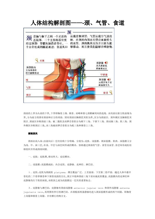 人体结构解剖图---颈、气管、食道