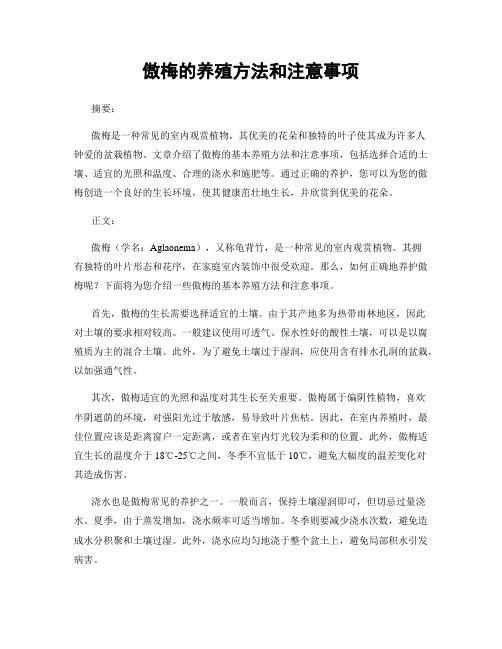 傲梅的养殖方法和注意事项