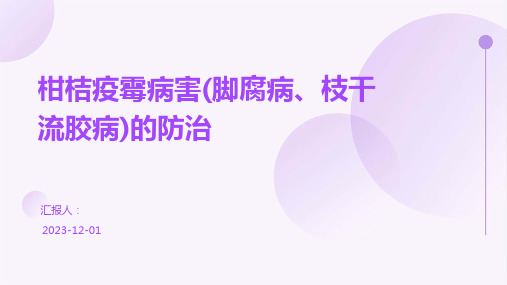 柑桔疫霉病害(脚腐病、枝干流胶病)的防治