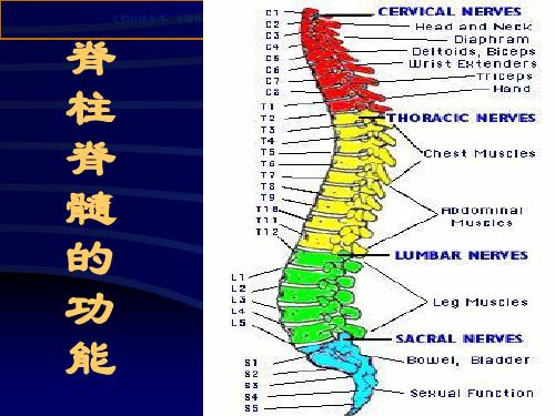 最全脊柱内固定系统课件