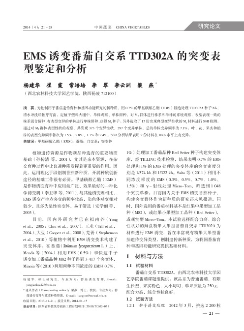 EMS诱变番茄自交系TTD302A的突变表型鉴定和分析_杨建华