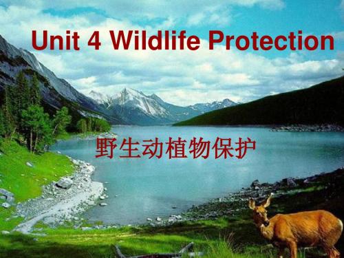 教师招聘 说课课件 高一必修二第四单元 wildlife protection