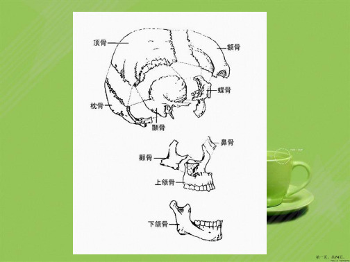 艺术用人体完整头颈肩手脚五官