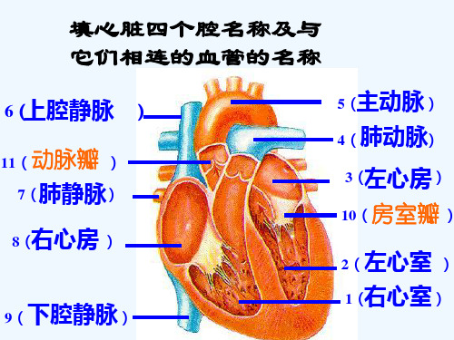 八年级生物《血液循环途径》课件