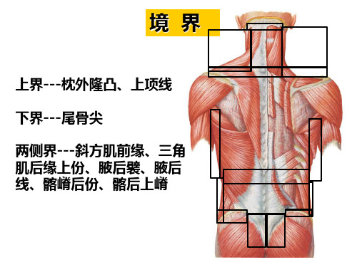 2018年脊柱图册-文档资料