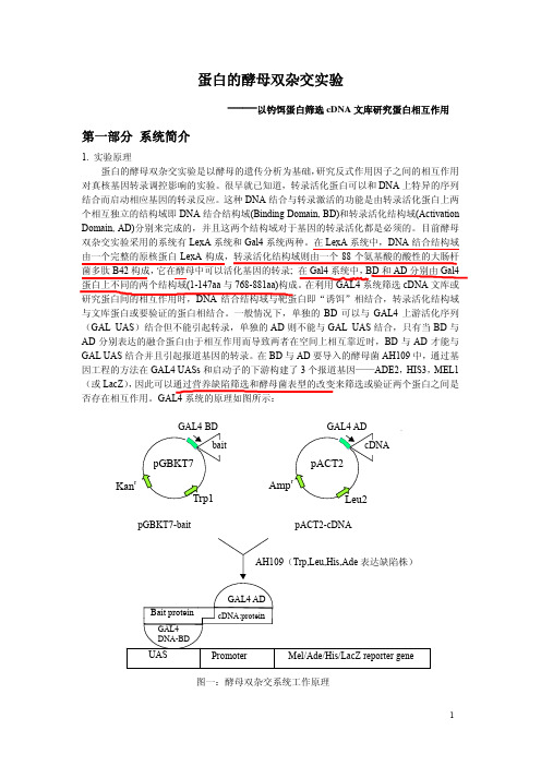 蛋白的酵母双杂交操作手册