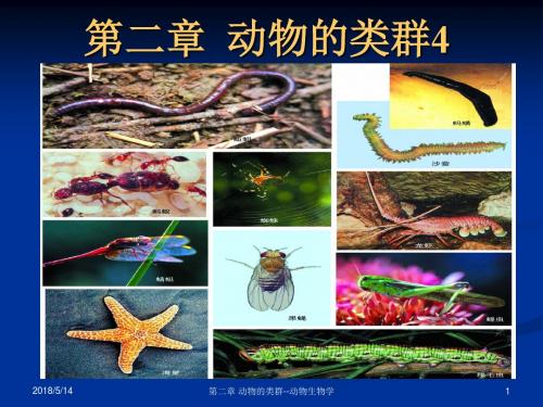 2动物的类群4-棘皮半索动物