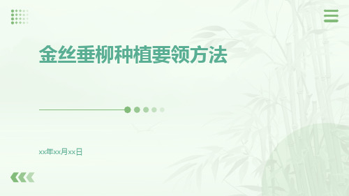 金丝垂柳种植要领方法