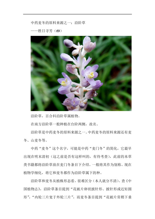 沿阶草——胜日寻芳(69)有图