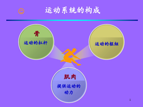 骨的概述——运动解剖学 ppt课件