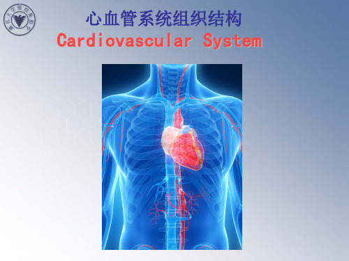 心血管系统组织结构CardiovascularSystem