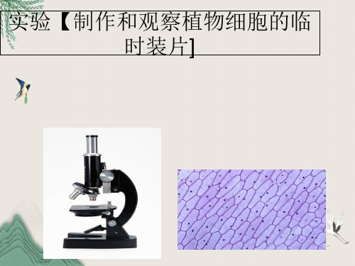 阳东县第九中学七年级生物上册 第二单元 第一章 第二节植物细胞--实验《制作和观察植物细胞的临时装片