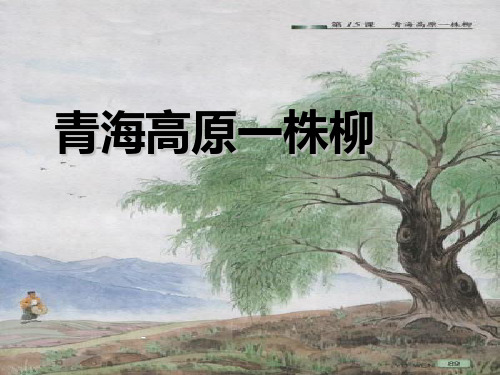 苏教版六年级上册语文《青海高原一株柳》公开课课件PPT