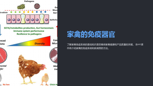 《家禽的免疫器官》课件