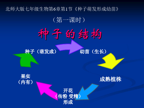 生物：6.1《种子萌发形成幼苗》课件(北师大版七年级上)