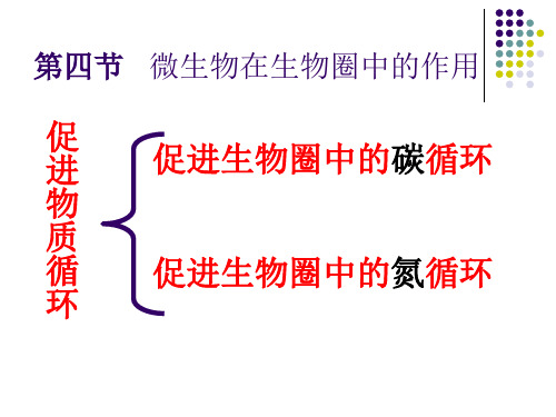 《第四章微生物在生物圈中的作用》课件(冀教版)