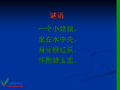 三年级下册语文《荷花》PPT