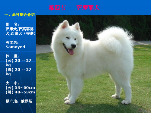 萨摩耶犬