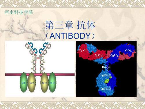 免疫学第三章抗体