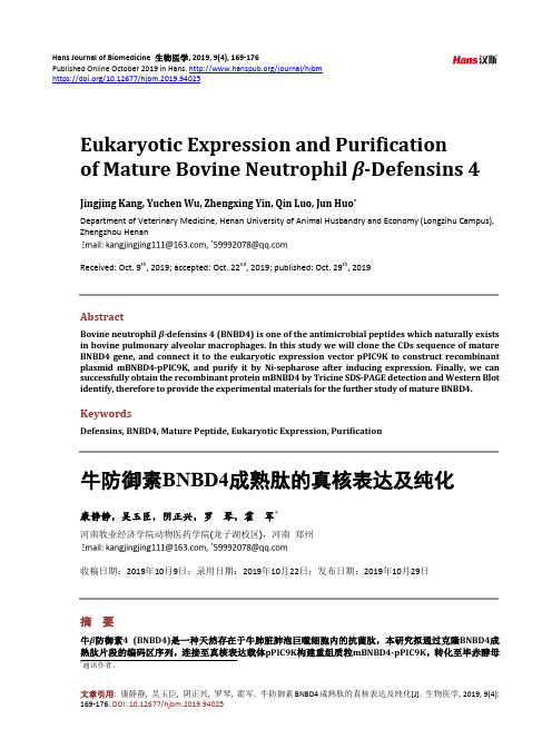 牛防御素BNBD4成熟肽的真核表达及纯化