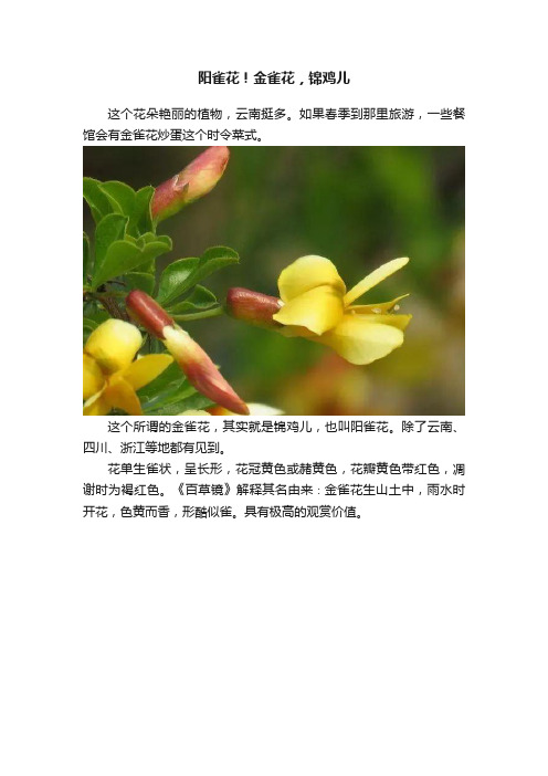 阳雀花！金雀花，锦鸡儿