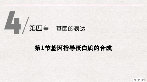 《基因指导蛋白质的合成》基因的表达-人教版高中生物必修二PPT课件