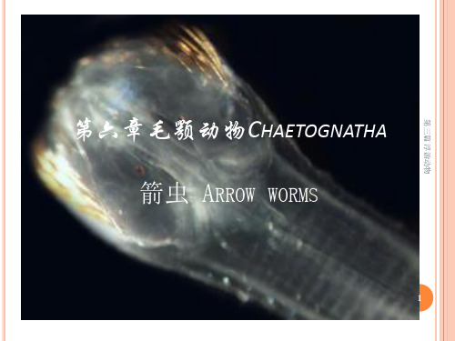 第六章 毛颚动物