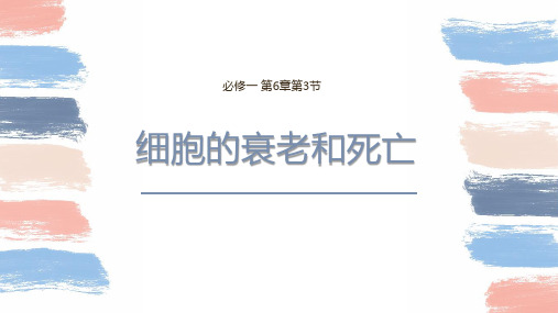 细胞的衰老和死亡课件-高一生物人教版必修1