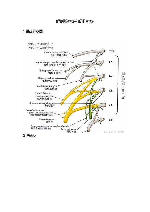 解剖股神经和闭孔神经