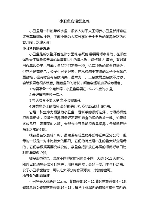 小丑鱼应该怎么养