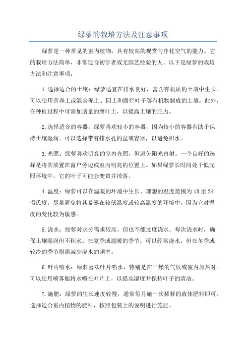 绿萝的栽培方法及注意事项