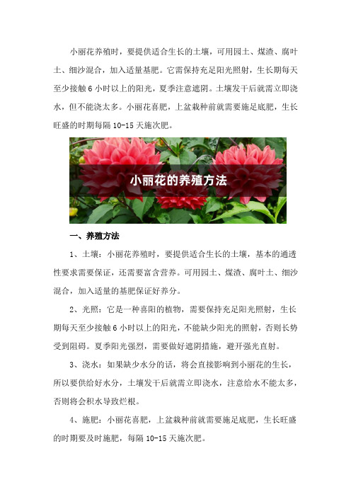 小丽花的养殖方法,和大丽花的区别