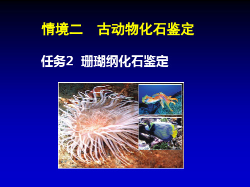 古生物：珊瑚纲化石鉴定