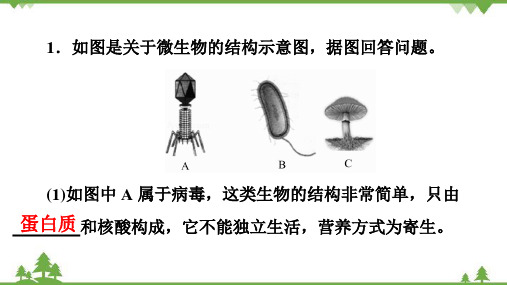 2022年中考生物二轮复习专题10 生物的多样性习题课件(共52张PPT)