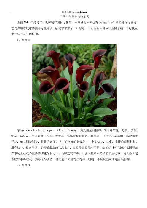 “马”年园林植物汇聚