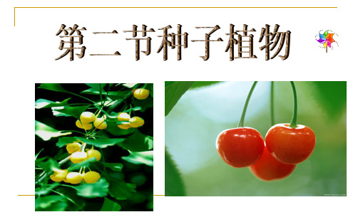 种子植物课件(共59张PPT)