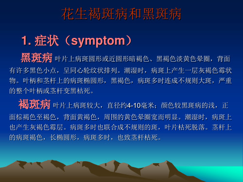 花生褐斑病和黑斑病.ppt