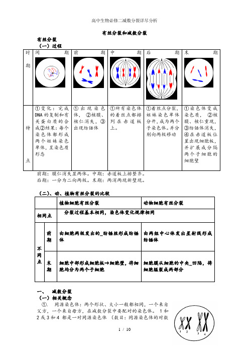 高中生物必修二减数分裂详尽分析