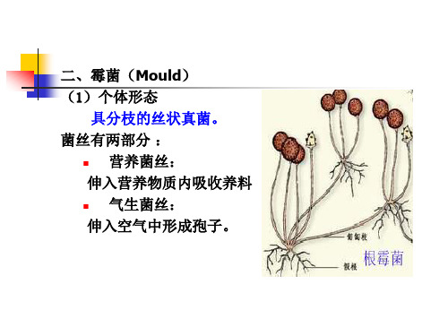 水处理微生物学(第四讲)