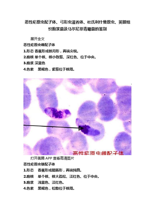 恶性疟原虫配子体、弓形虫滋养体、杜氏利什曼原虫、荚膜组织胞浆菌及马尔尼菲青霉菌的鉴别