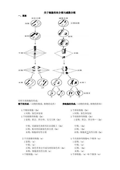 细胞的有丝分裂和减数分裂区分图