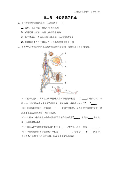 七年级-人教版-生物-下册-[综合训练]-第六章第二节-神经系统的组成