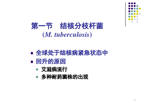 结核分枝杆菌课件